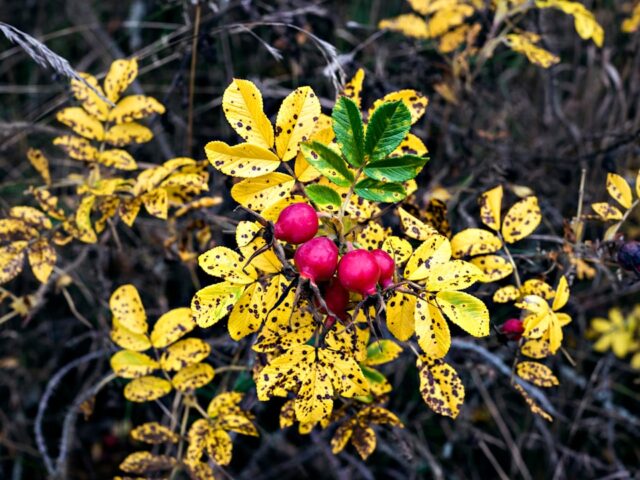 Photo wild rose hips