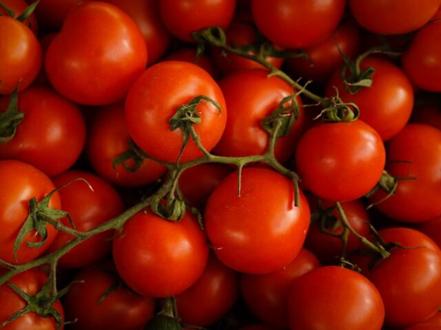 Photo Tomato plants
