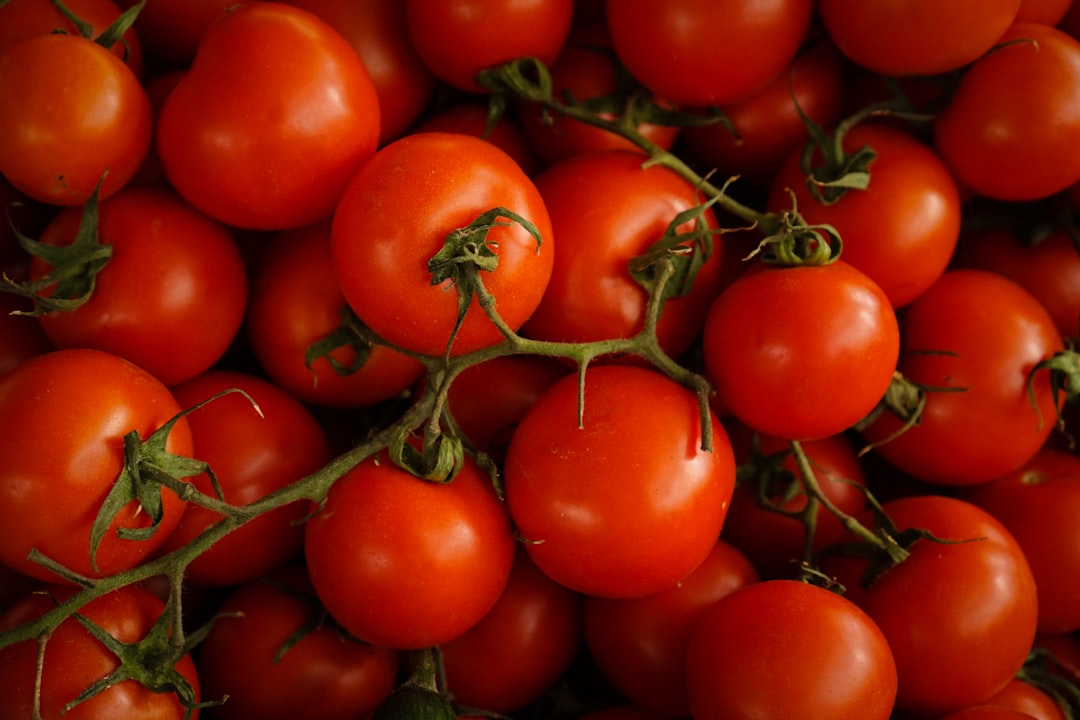 Photo Tomato plants