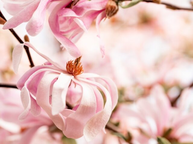 Photo Magnolia tree: Planting