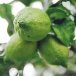 Photo Garden lime