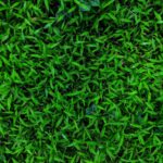 Photo Green grass