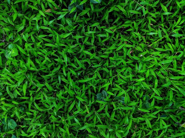 Photo Green grass