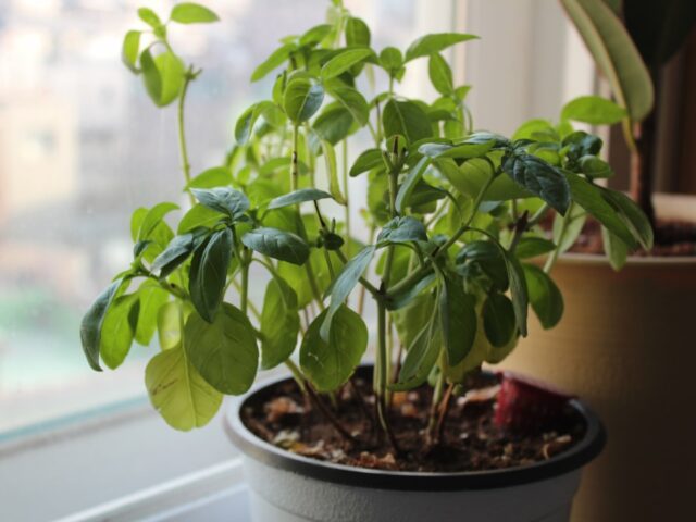 Photo Basil plant