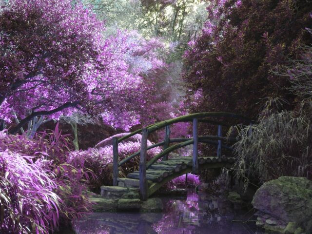 Photo Colorful garden