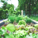 Photo Garden bed