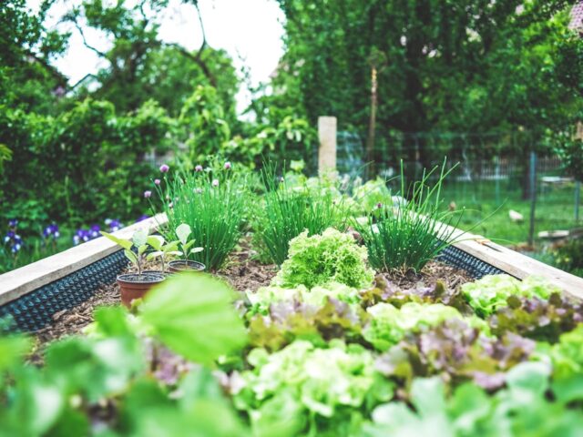 Photo Garden bed