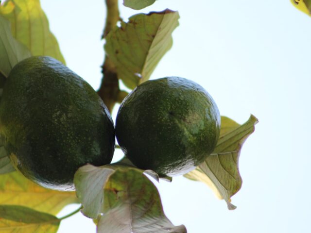 Photo Avocado plant