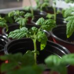 Photo Tomato seedlings