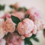 Photo Peony flowers