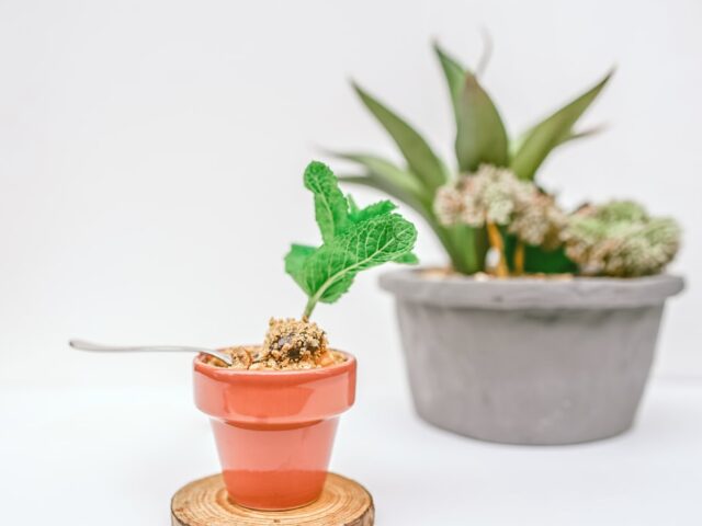 Photo Mint plant