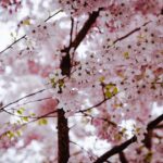 Photo Cherry tree