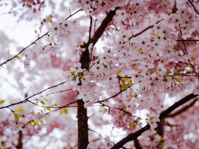 Photo Cherry tree