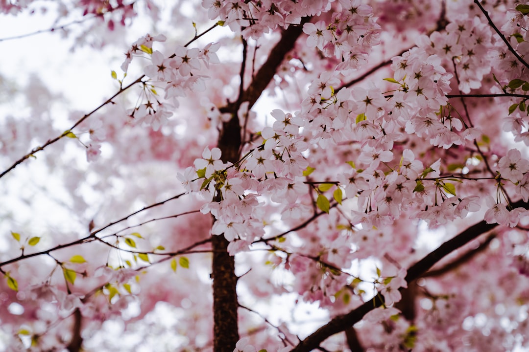 Photo Cherry tree