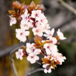 Photo Cherry Blossoms