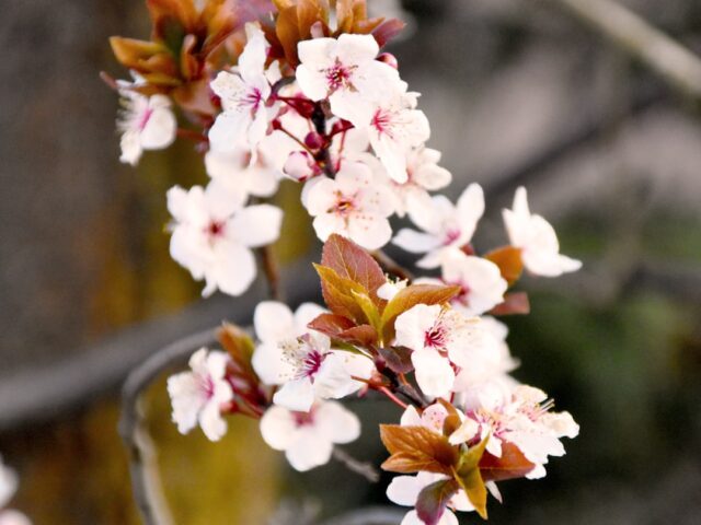 Photo Cherry Blossoms