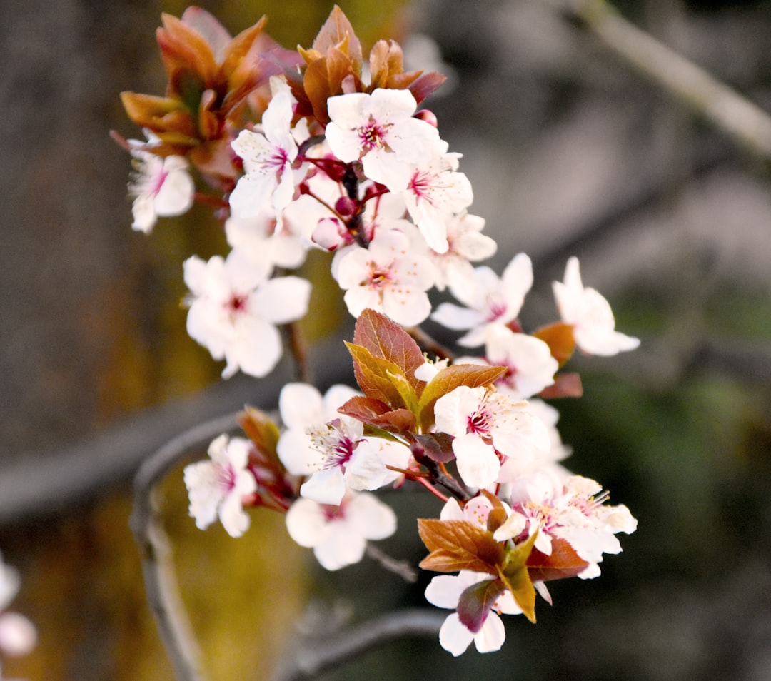 Photo Cherry Blossoms