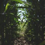 Photo Spraying crops