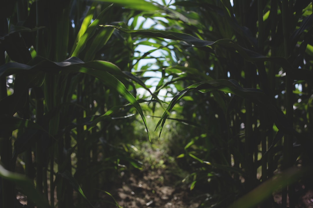 Photo Spraying crops