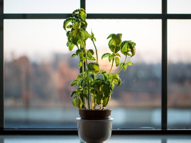 Photo Basil plant