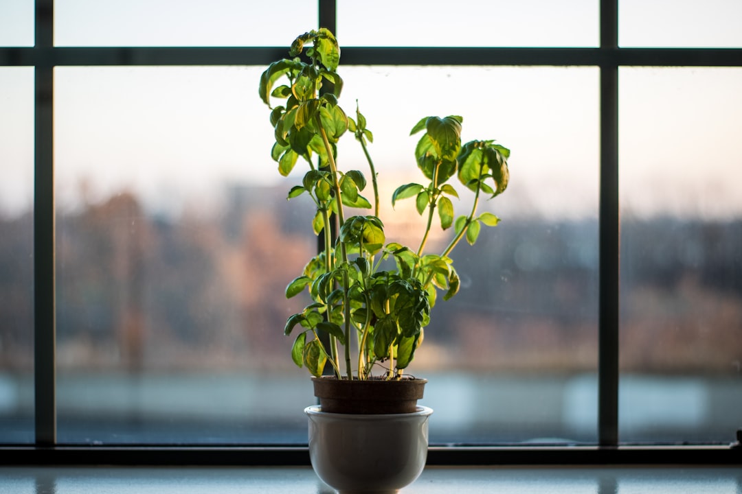 Photo Basil plant