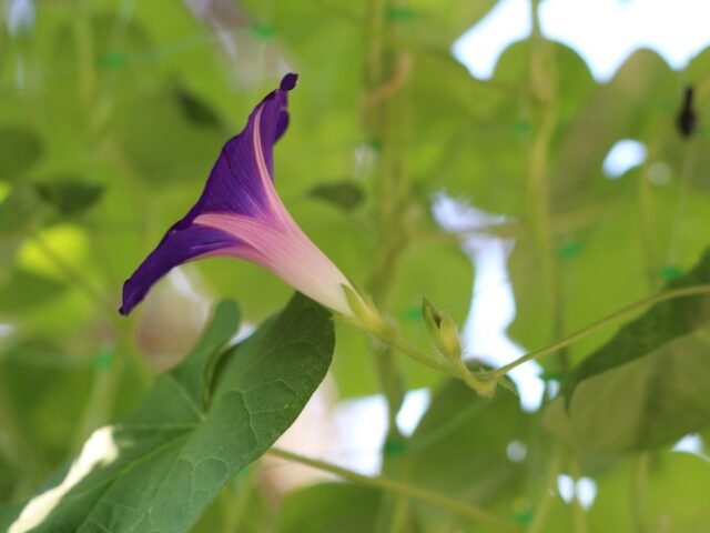 Photo Balcony garden