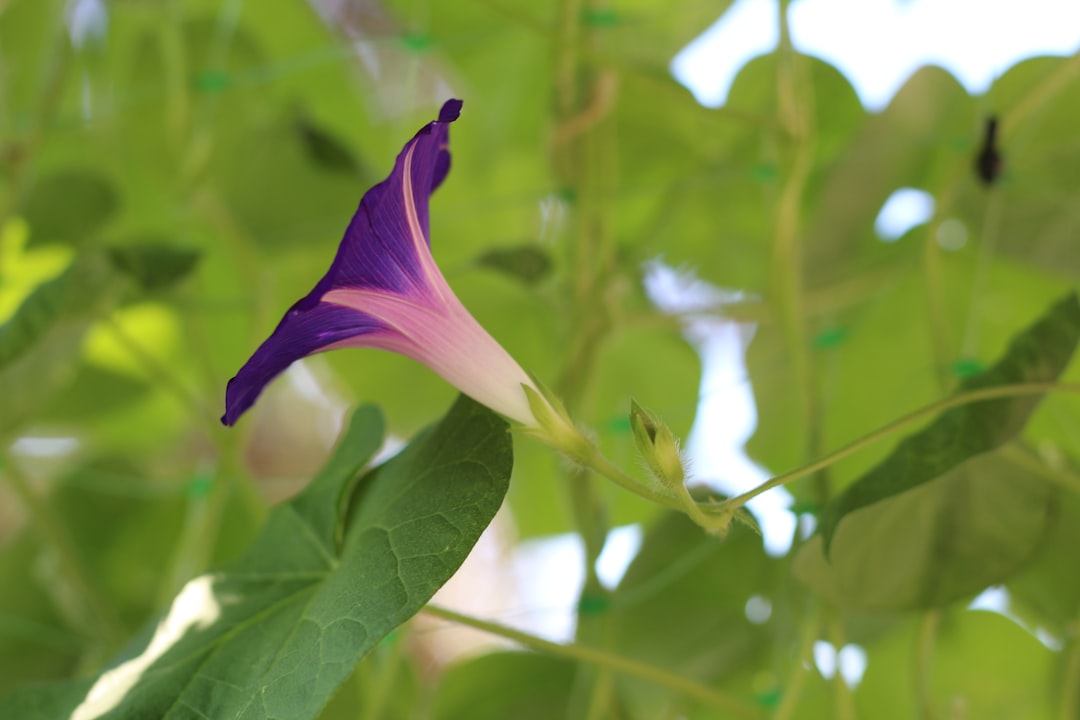 Photo Balcony garden