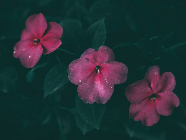 Photo Blooming geraniums