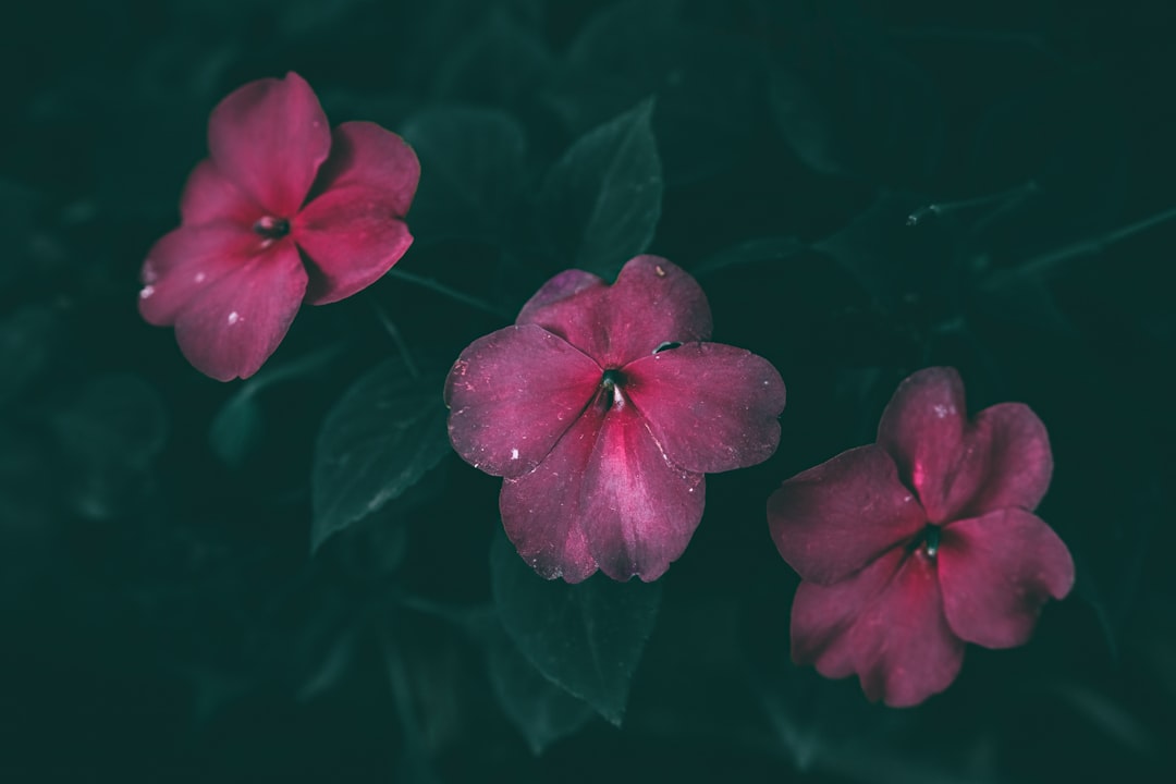 Photo Blooming geraniums