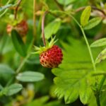 Photo Strawberry plants