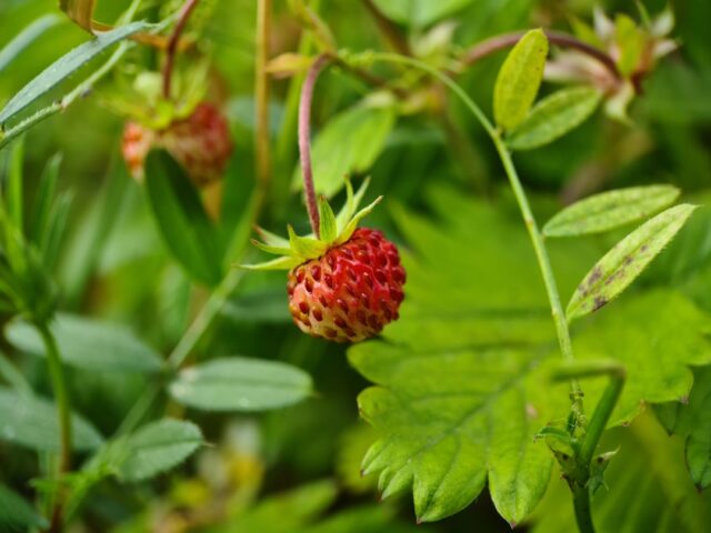 Photo Strawberry plants