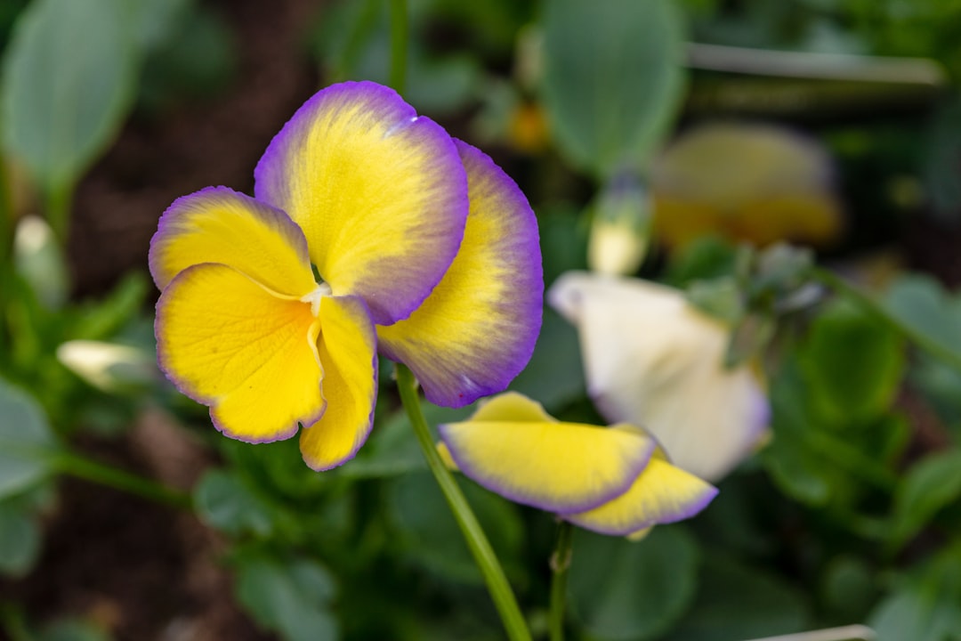 Photo Colorful pansies