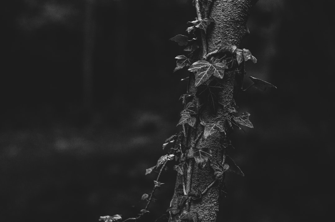 Photo Ivy growth