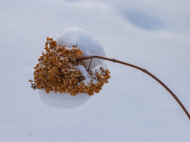 Photo Winter garden