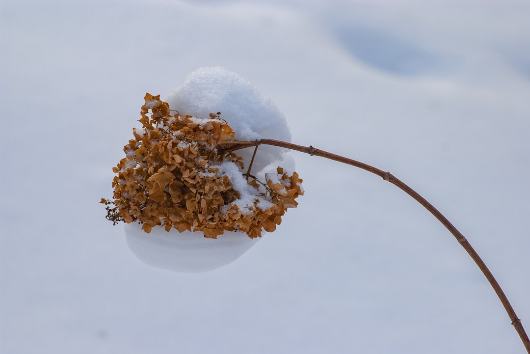 Photo Winter garden