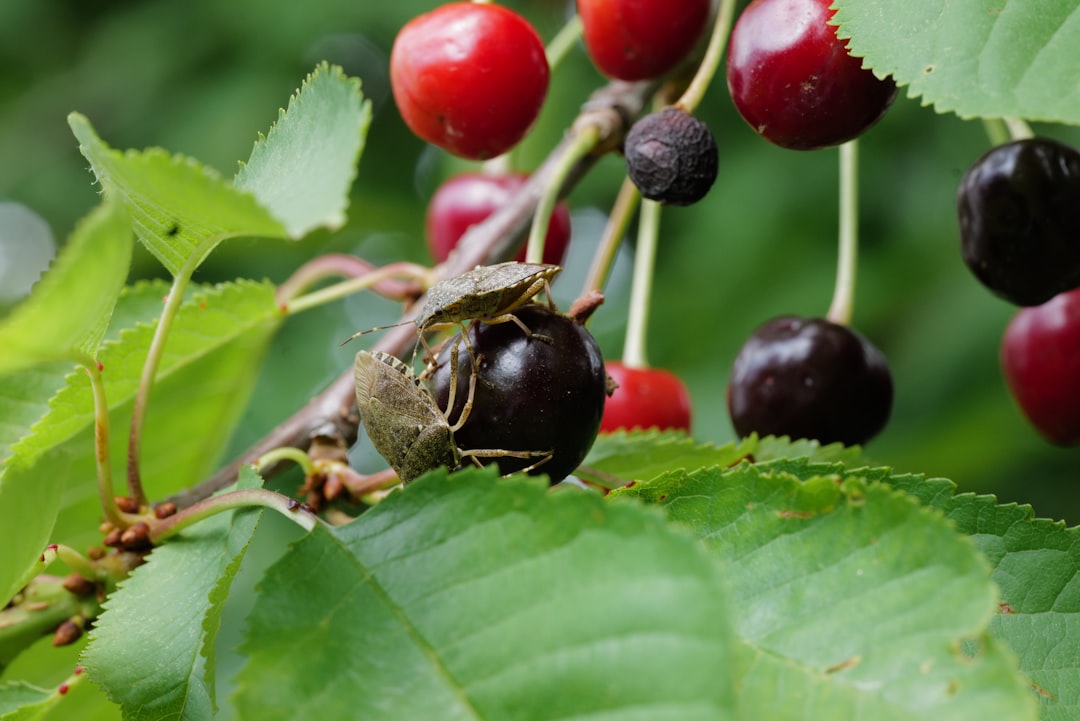 Photo Cherry tree