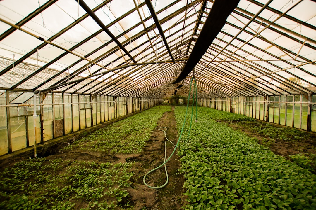 Photo Plant nursery