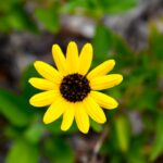 Photo Sunflower bush