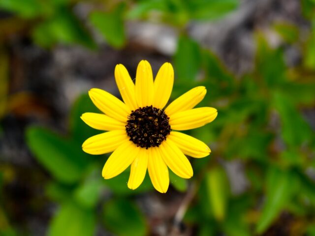 Photo Sunflower bush