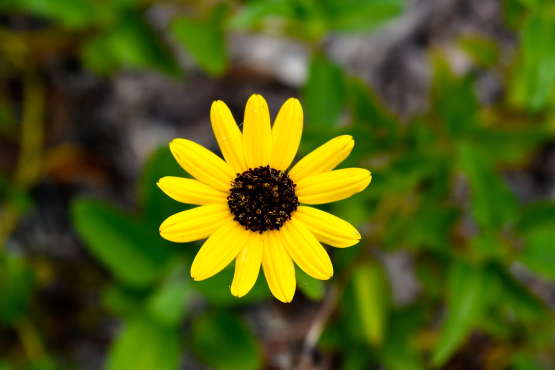 Photo Sunflower bush