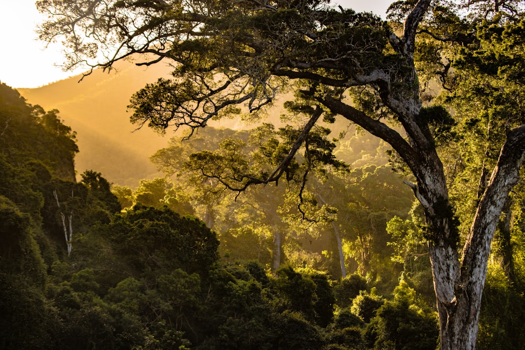 Photo Growing tree