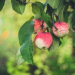 Photo Fruit trees garden