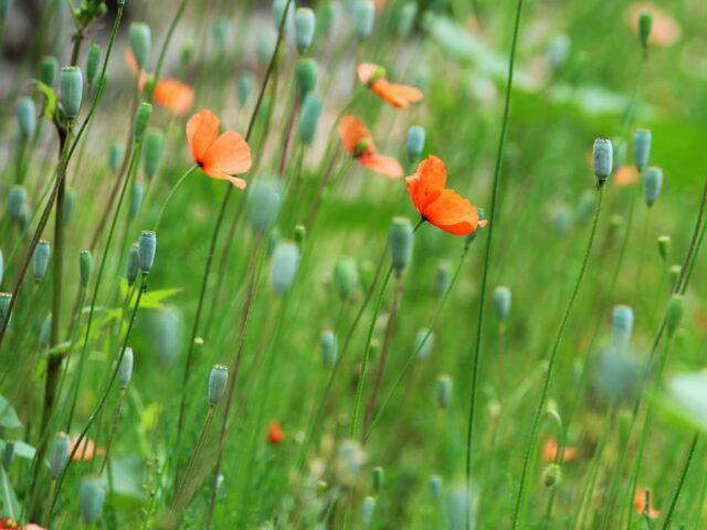 Photo Grass in garden