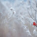 Photo Winter balcony flowers