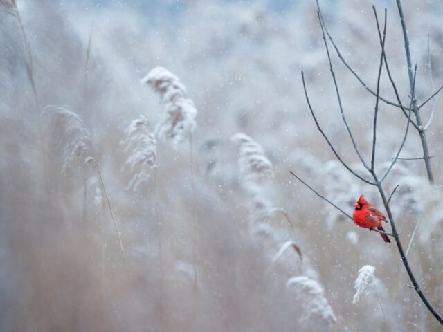 Photo Winter balcony flowers