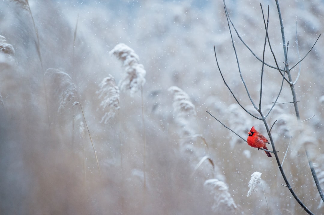 Photo Winter balcony flowers