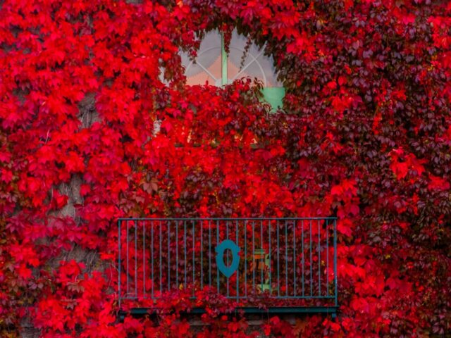 Photo Balcony flower