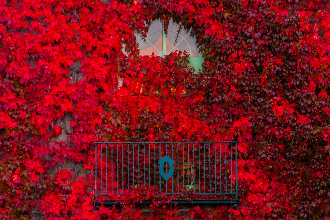 Photo Balcony flower