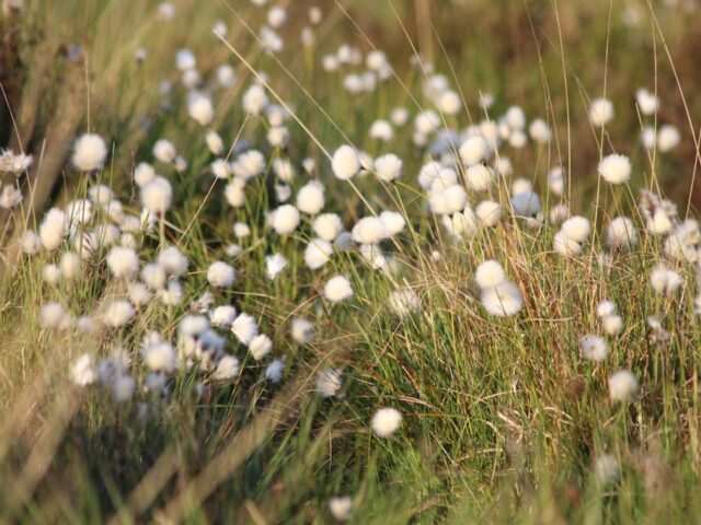 Photo flowers