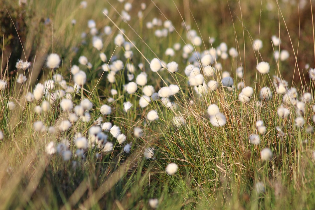 Photo flowers